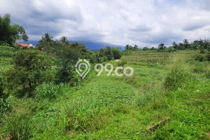 Tanah Strategis Dijual di Dramaga Bogor 1700m2 Tanah Strategis Dijual di Dramaga Bogor 1700m2