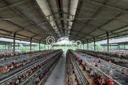 Lahan Investasi Lokasi Rumpin Bogor SHM Lahan Investasi Lokasi Rumpin Bogor SHM