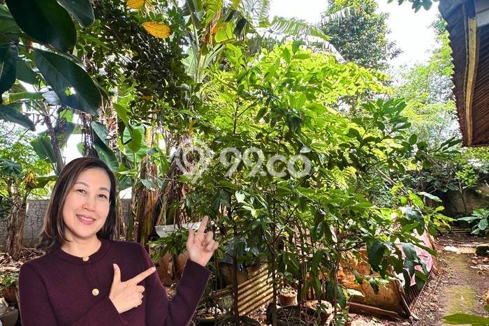Untuk Dijual Tanah 241m2 di Jati Asih, Bekasi Untuk Dijual Tanah 241m2 di Jati Asih, Bekasi