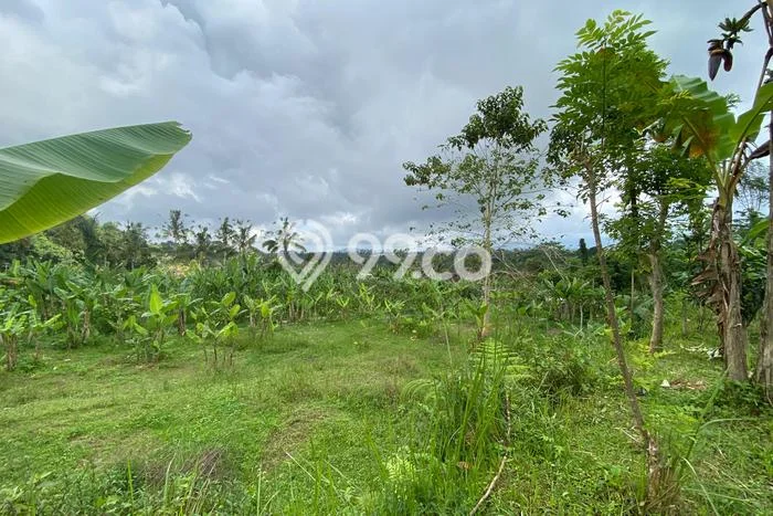 Tanah Area Prospektif Kawasan Payangan, Luas 3420m², Akses ke Fasilitas Tanah Area Prospektif Kawasan Payangan, Luas 3420m², Akses ke Fasilitas