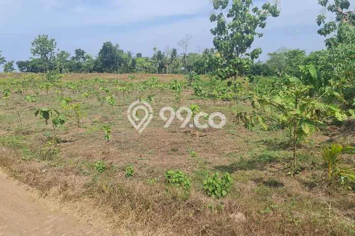 Tanah untuk Dijual Lokasi Sindangbarang, Cianjur Luas 30000m2 SHM Tanah untuk Dijual Lokasi Sindangbarang, Cianjur Luas 30000m2 SHM