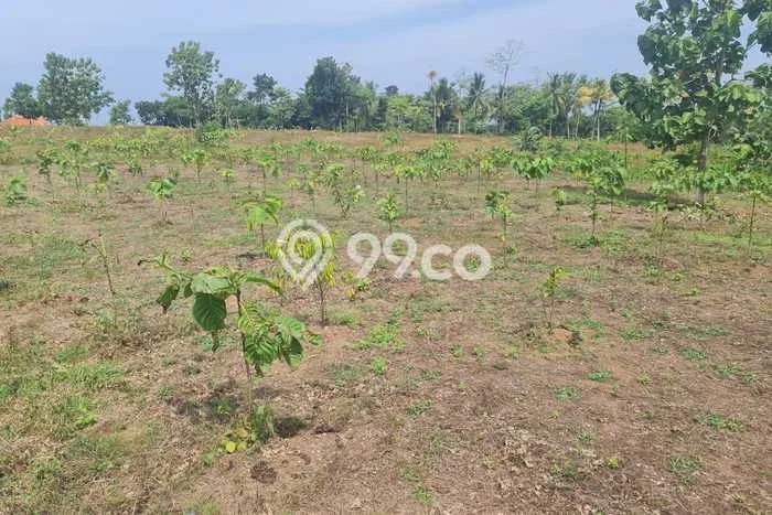 Kavling Tanah Dijual di Sindangbarang Cianjur Spesifikasi 30000m2 Kavling Tanah Dijual di Sindangbarang Cianjur Spesifikasi 30000m2