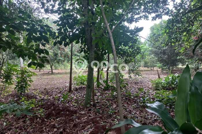 Kavling Tanah Dijual di Kalijati Subang Spesifikasi 2745m2 Kavling Tanah Dijual di Kalijati Subang Spesifikasi 2745m2