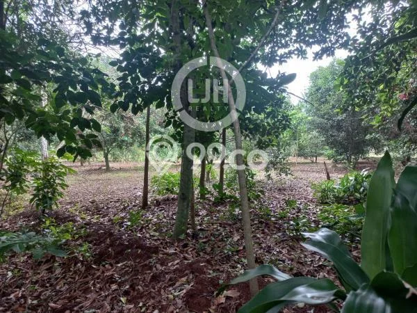 Kavling Tanah di Kalijati Dijual Luas 2754m2 Legalitas SHM Kavling Tanah di Kalijati Dijual Luas 2754m2 Legalitas SHM