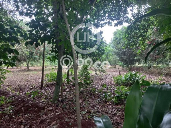 Kavling Tanah di Kalijati Dijual Luas 2754m2 Legalitas SHM Kavling Tanah di Kalijati Dijual Luas 2754m2 Legalitas SHM