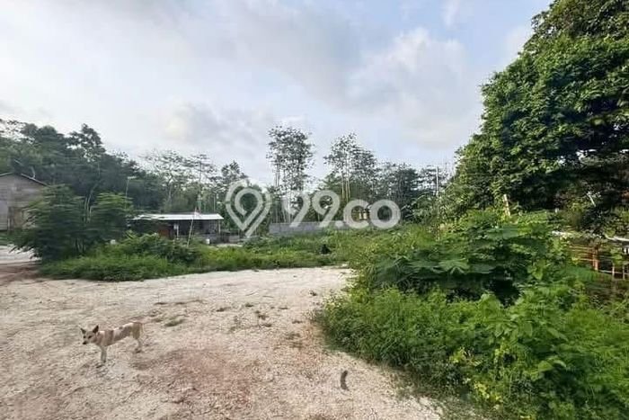 Jarang Ada! Tanah Kavling Disewakan di Badung 2130m2 Jarang Ada! Tanah Kavling Disewakan di Badung 2130m2