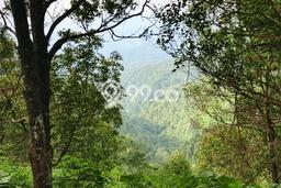 Kavling Tanah untuk Dijual di Singaraja, Buleleng, Luas 16000m2 Kavling Tanah untuk Dijual di Singaraja, Buleleng, Luas 16000m2