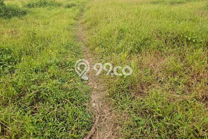 Kavling Tanah di Jayanti Dijual Luas 15000m2 Legalitas SHM Kavling Tanah di Jayanti Dijual Luas 15000m2 Legalitas SHM