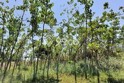 Lahan Kosong Dijual di Sumedang dengan Area 3225m2 Lahan Kosong Dijual di Sumedang dengan Area 3225m2