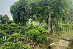 Kavling Tanah di Parongpong Dijual Luas 7011m2 Legalitas SHM Kavling Tanah di Parongpong Dijual Luas 7011m2 Legalitas SHM