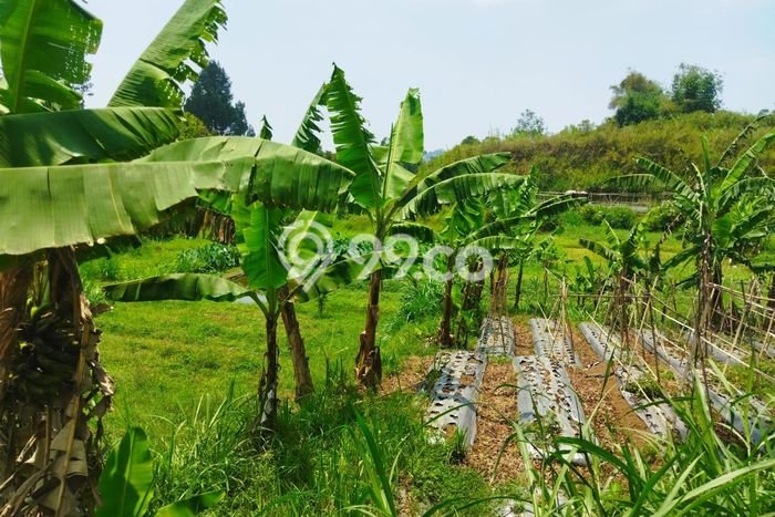 Dijual Tanah di Lembang Bandung Barat Luas 22000m2 SHM Dijual Tanah di Lembang Bandung Barat Luas 22000m2 SHM