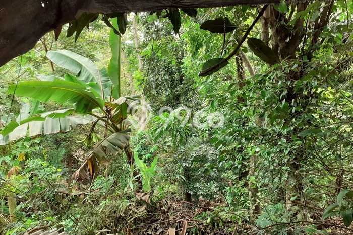 Lahan Dijual Lokasi Strategis di Subang dengan Luas 4850m2 Lahan Dijual Lokasi Strategis di Subang dengan Luas 4850m2