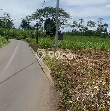 Jarang Ada! Tanah di Singosari Punya Luas 2125m2 SHM Jarang Ada! Tanah di Singosari Punya Luas 2125m2 SHM