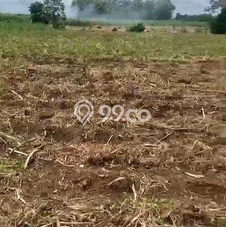 Jarang Ada! Tanah di Singosari Punya Luas 2125m2 SHM Jarang Ada! Tanah di Singosari Punya Luas 2125m2 SHM