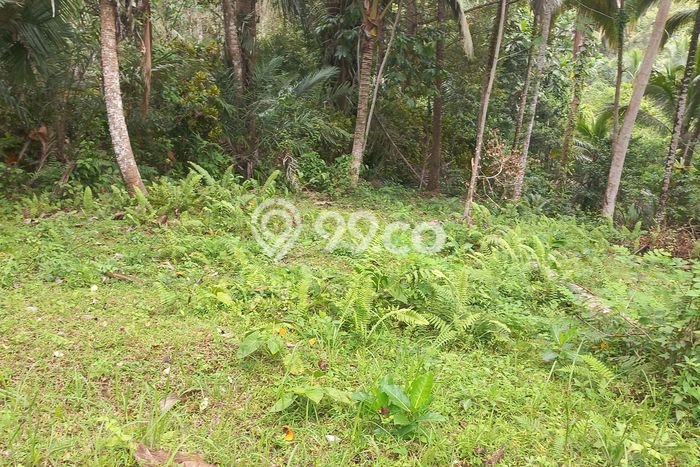 Dijual Tanah Lokasi Dalang, Tabanan Seluas 6500m2 Dijual Tanah Lokasi Dalang, Tabanan Seluas 6500m2