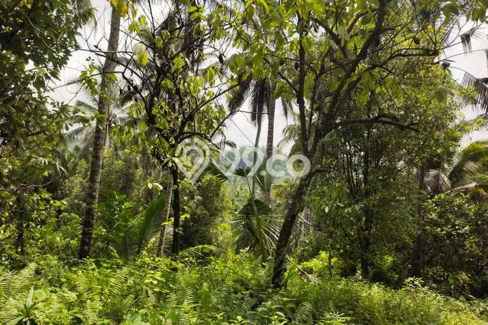 Dijual Tanah Lokasi Bajera, Tabanan Seluas 8200m2 Dijual Tanah Lokasi Bajera, Tabanan Seluas 8200m2