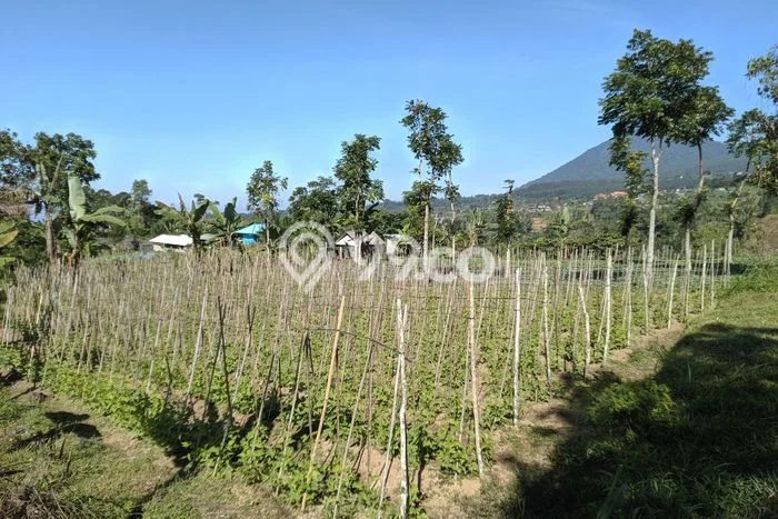 Tanah Kavling untuk Dijual di Baturiti Tabanan 18000m2 Tanah Kavling untuk Dijual di Baturiti Tabanan 18000m2