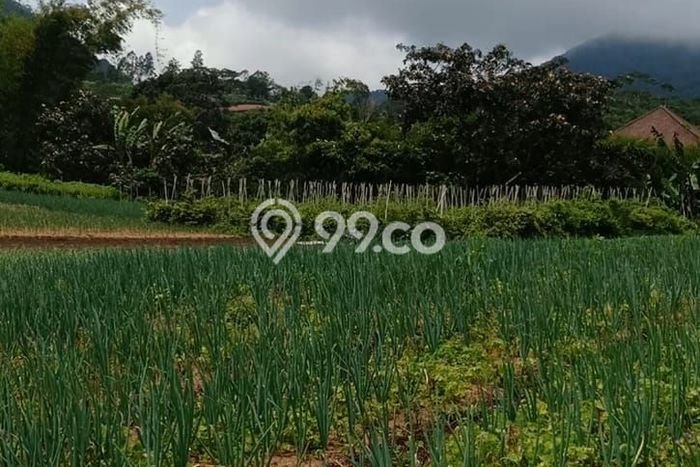 Tanah Dijual Lokasi Strategis di Tabanan dengan Luas 4900m2 Tanah Dijual Lokasi Strategis di Tabanan dengan Luas 4900m2