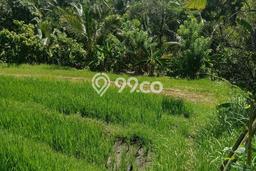 Kavling Tanah Dijual di Selemadeg Tabanan Spesifikasi 10000m2 Kavling Tanah Dijual di Selemadeg Tabanan Spesifikasi 10000m2