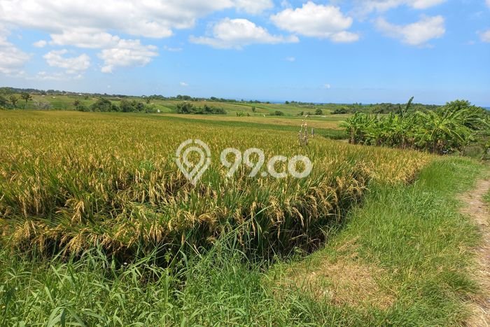 Untuk Dijual Tanah di Tabanan, Luas 2000m2 SHM Untuk Dijual Tanah di Tabanan, Luas 2000m2 SHM