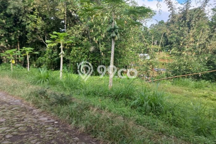 Tanah Dijual Lokasi Baturiti, Tabanan Luas 13000m2 Legalitas Aman Tanah Dijual Lokasi Baturiti, Tabanan Luas 13000m2 Legalitas Aman
