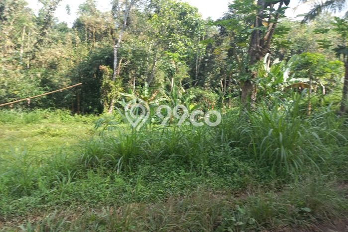 Tanah Dijual Lokasi Baturiti, Tabanan Luas 13000m2 Legalitas Aman Tanah Dijual Lokasi Baturiti, Tabanan Luas 13000m2 Legalitas Aman