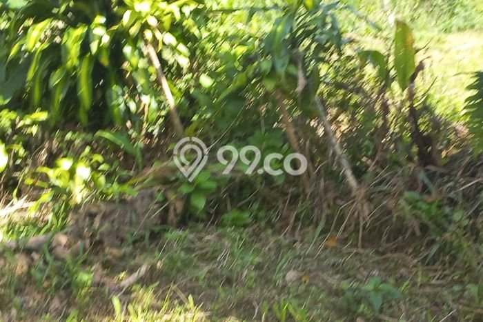 Tanah Dijual Lokasi Baturiti, Tabanan Luas 13000m2 Legalitas Aman Tanah Dijual Lokasi Baturiti, Tabanan Luas 13000m2 Legalitas Aman