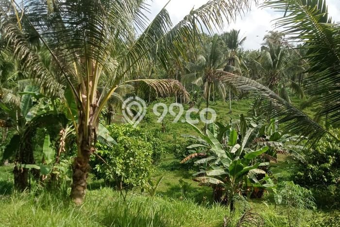 Lahan Dijual Lokasi Strategis di Tabanan dengan Luas 4000m2 Lahan Dijual Lokasi Strategis di Tabanan dengan Luas 4000m2