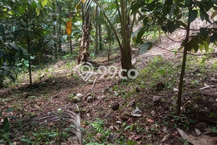 Dijual Tanah Lokasi Gadungan, Tabanan Seluas 2500m2 Dijual Tanah Lokasi Gadungan, Tabanan Seluas 2500m2