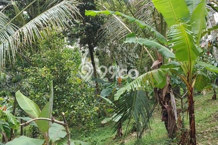 Tanah Dijual Lokasi Strategis di Tabanan dengan Luas 8000m2 Tanah Dijual Lokasi Strategis di Tabanan dengan Luas 8000m2