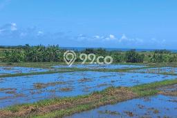 Lahan Dijual Lokasi Strategis di Tabanan dengan Luas 1150m2 Lahan Dijual Lokasi Strategis di Tabanan dengan Luas 1150m2
