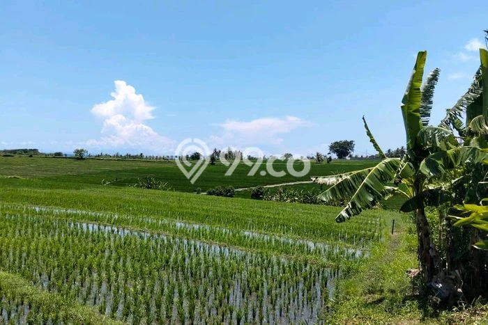 Tanah Dijual Lokasi Strategis di Tabanan dengan Luas 300m2 Tanah Dijual Lokasi Strategis di Tabanan dengan Luas 300m2