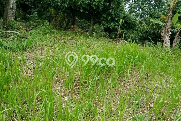 Tanah Dijual Area Strategis di Dalang Tabanan 6000m2 Tanah Dijual Area Strategis di Dalang Tabanan 6000m2