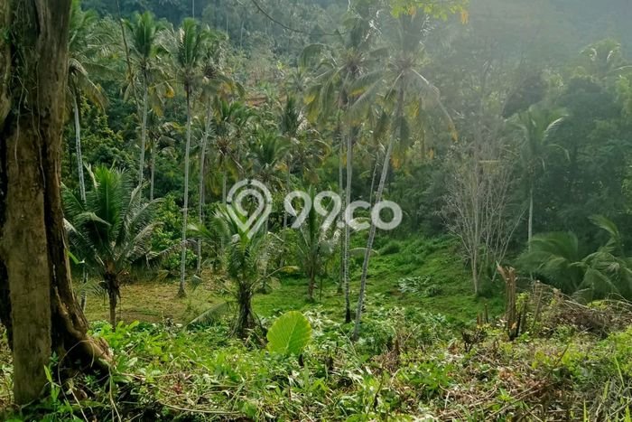 Dijual Tanah Lokasi Bajera, Tabanan Seluas 15000m2 Dijual Tanah Lokasi Bajera, Tabanan Seluas 15000m2