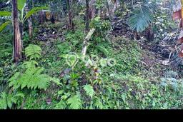 Tanah Dijual Lokasi Penebel, Tabanan Luas 290m2 Legalitas Aman Tanah Dijual Lokasi Penebel, Tabanan Luas 290m2 Legalitas Aman