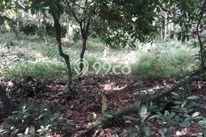 Dijual Tanah di Tabanan, Luas 6100m2 SHM Dijual Tanah di Tabanan, Luas 6100m2 SHM