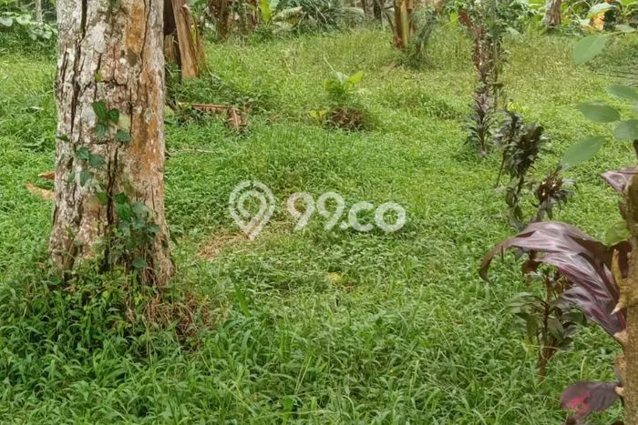 Tanah Dijual Area Strategis di Dalang Tabanan 2900m2 Tanah Dijual Area Strategis di Dalang Tabanan 2900m2