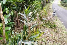 Tanah Dijual Lokasi Selemadeg, Tabanan Luas 1800m2 Legalitas Aman Tanah Dijual Lokasi Selemadeg, Tabanan Luas 1800m2 Legalitas Aman