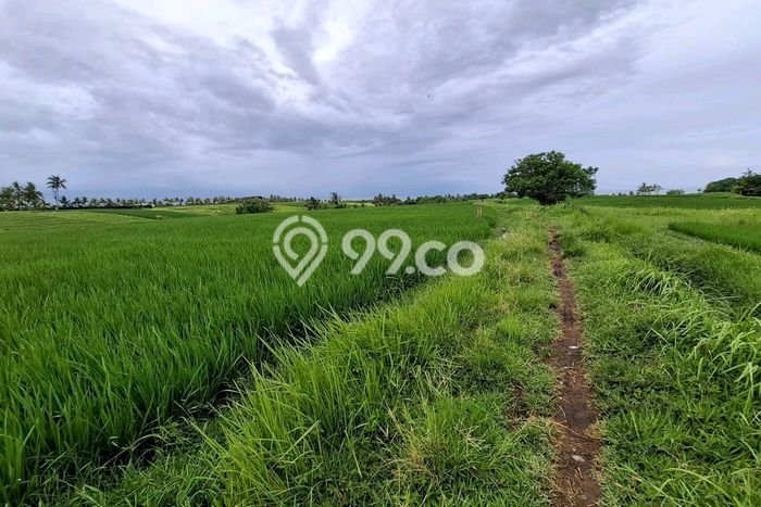 Tanah Dijual Area Strategis di Klecung Tabanan 1500m2 Tanah Dijual Area Strategis di Klecung Tabanan 1500m2
