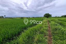 Tanah Dijual Area Strategis di Klecung Tabanan 1500m2 Tanah Dijual Area Strategis di Klecung Tabanan 1500m2