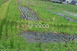 Tanah Siap Bangun Dijual di Badung Punya Luas 1600m2 Tanah Siap Bangun Dijual di Badung Punya Luas 1600m2
