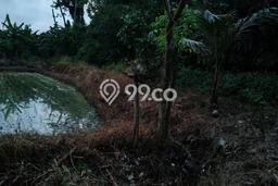 Lahan Kosong Dijual di Gianyar dengan Area 3100m2 Lahan Kosong Dijual di Gianyar dengan Area 3100m2