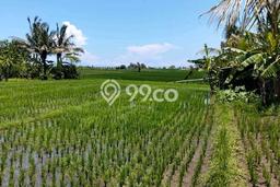 Tanah Dijual Lokasi Strategis di Tabanan dengan Luas 300m2 Tanah Dijual Lokasi Strategis di Tabanan dengan Luas 300m2