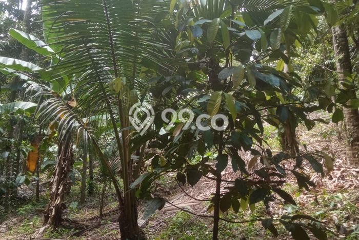 Dijual Tanah Lokasi Gadungan, Tabanan Seluas 2500m2 Dijual Tanah Lokasi Gadungan, Tabanan Seluas 2500m2
