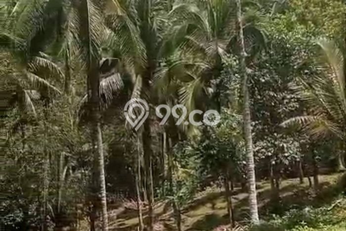 Tanah Siap Bangun Dijual di Tabanan Punya Luas 3000m2 Tanah Siap Bangun Dijual di Tabanan Punya Luas 3000m2