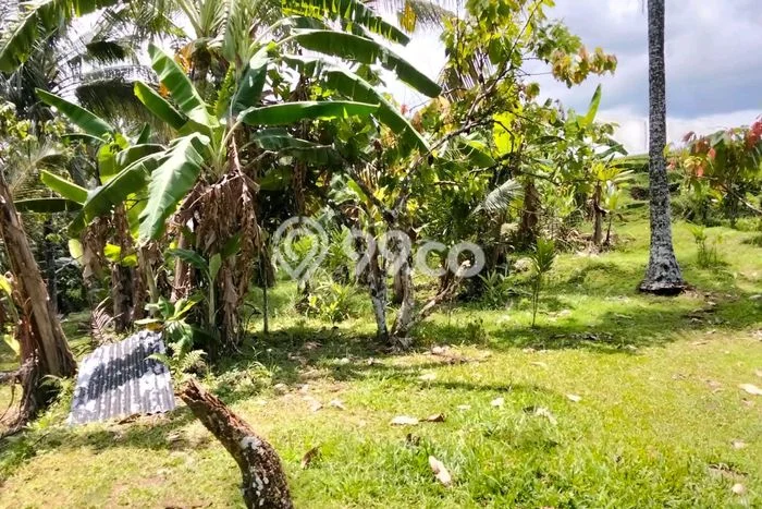 Dijual Tanah 1700m2 di Dalang, Tabanan Dijual Tanah 1700m2 di Dalang, Tabanan