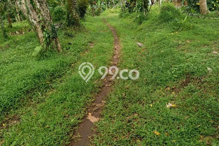 Tanah Dijual Area Strategis di Dalang Tabanan 2900m2 Tanah Dijual Area Strategis di Dalang Tabanan 2900m2