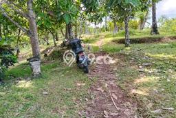 Dijual Tanah 1700m2 di Dalang, Tabanan Dijual Tanah 1700m2 di Dalang, Tabanan