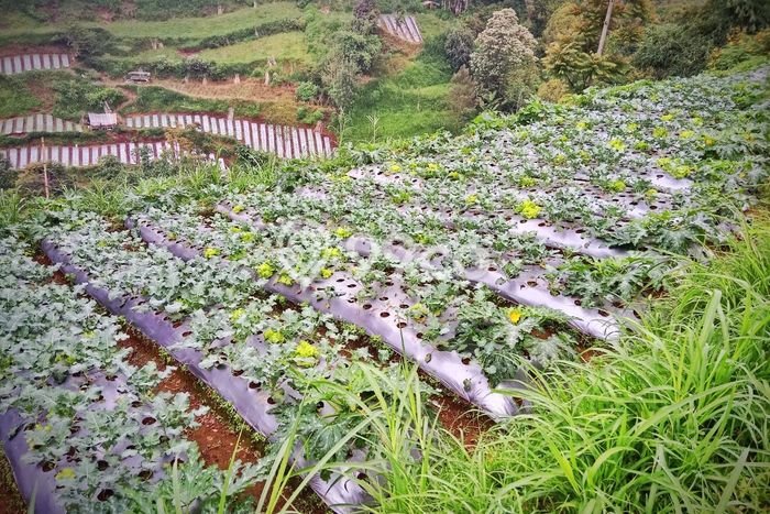 Jarang Ada! Tanah di Lembang Punya Luas 3486m2 SHM Jarang Ada! Tanah di Lembang Punya Luas 3486m2 SHM