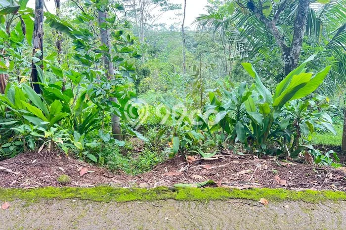 Tanah Kosong Dijual di Karanganyar dengan Area 2000m2 Tanah Kosong Dijual di Karanganyar dengan Area 2000m2